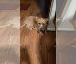 Small #1 Mutt