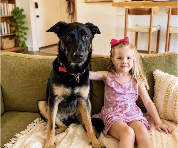 Medium Photo #14 German Shepherd Dog-Unknown Mix Puppy For Sale in Euless, TX, USA