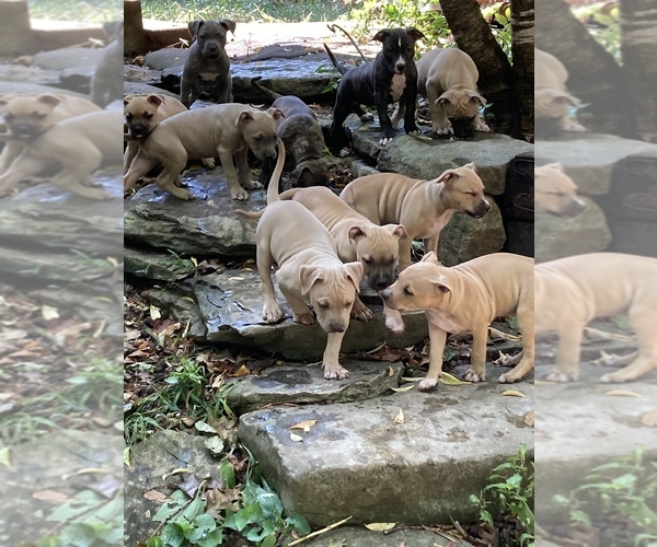 Medium Photo #1 American Pit Bull Terrier-Bullypit Mix Puppy For Sale in MARBLE FALLS, AR, USA