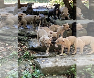 American Pit Bull Terrier-Bullypit Mix Puppy for sale in MARBLE FALLS, AR, USA