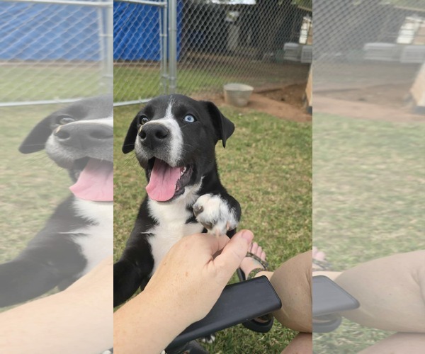 Medium Photo #8 American Pit Bull Terrier-Border Collie Mix Puppy For Sale in Oakhurst, NJ, USA