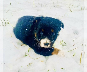 Australian Shepherd Puppy for sale in GENESEO, IL, USA