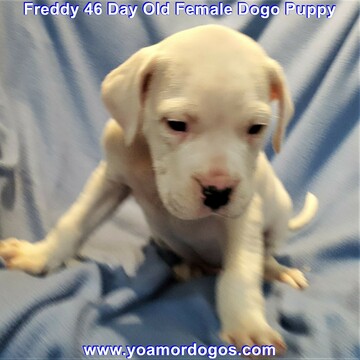 Medium Photo #130 Dogo Argentino Puppy For Sale in JANE, MO, USA