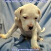 Small Photo #130 Dogo Argentino Puppy For Sale in JANE, MO, USA