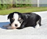 Small #4 Auss-Tzu