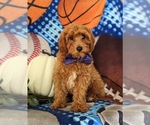 Small Photo #9 Cavapoo Puppy For Sale in STEVENS, PA, USA