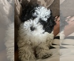 Small Photo #7 Havanese-Poodle (Toy) Mix Puppy For Sale in YANCEY, TX, USA