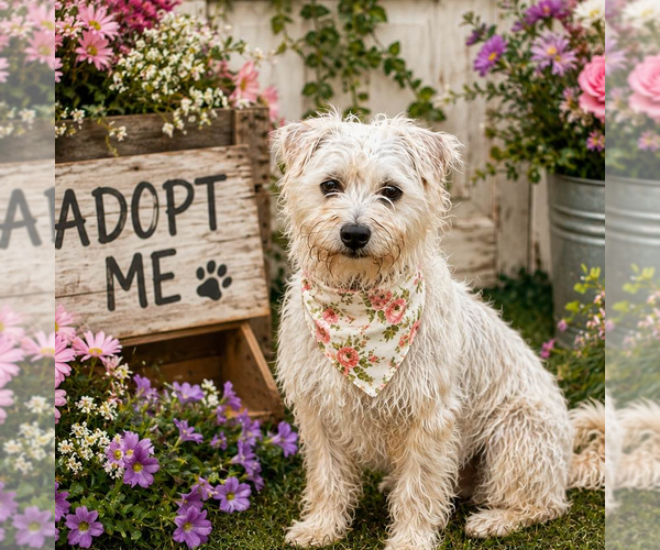 Medium Photo #1 Mutt Puppy For Sale in Yardley, PA, USA