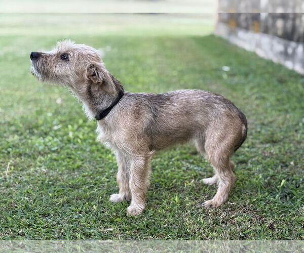 Medium Photo #4 Mutt Puppy For Sale in PIPE CREEK, TX, USA