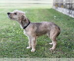 Small #3 Mutt