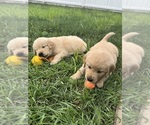Small #3 Golden Retriever