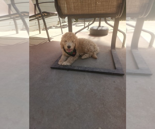 Medium Photo #1 Goldendoodle-Poodle (Miniature) Mix Puppy For Sale in GREELEY, CO, USA