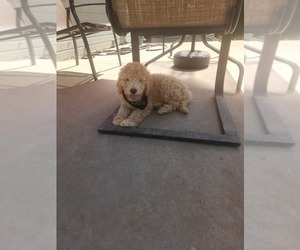 Goldendoodle-Poodle (Miniature) Mix Puppy for sale in GREELEY, CO, USA
