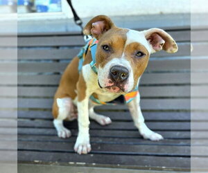 Mutt Dogs for adoption in Long Beach, CA, USA