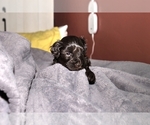 Small Photo #2 Schnauzer (Miniature)-Schnauzer (Standard) Mix Puppy For Sale in ALAMOSA, CO, USA