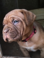 Dogue de Bordeaux Puppy for sale in MONROE, NC, USA