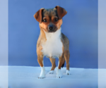 Small #1 Chihuahua Mix