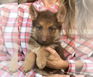 German Shepherd Dog Puppy for sale in OSTRANDER, OH, USA