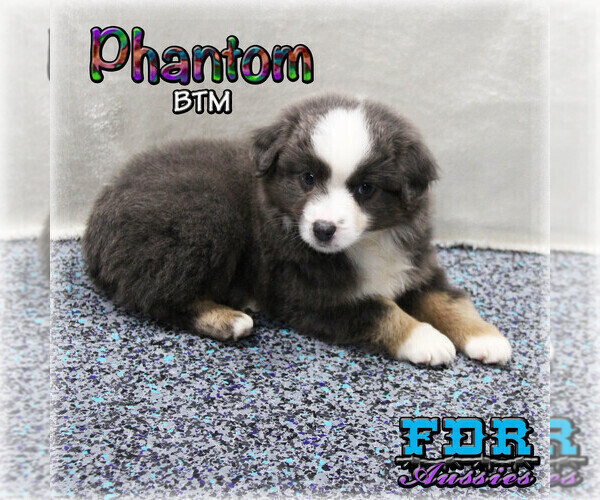 Medium Photo #3 Miniature Australian Shepherd Puppy For Sale in FORESTBURG, TX, USA