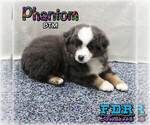 Small Photo #3 Miniature Australian Shepherd Puppy For Sale in FORESTBURG, TX, USA