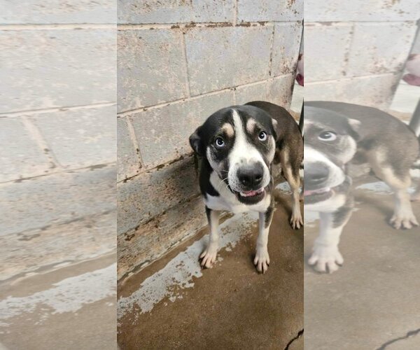 Medium Photo #1 Beagle-Unknown Mix Puppy For Sale in El Centro, CA, USA