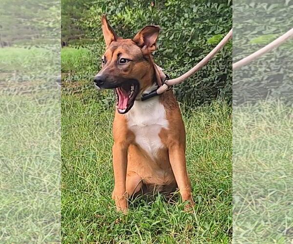 Medium Photo #4 Labrador Retriever-Unknown Mix Puppy For Sale in Wetumpka, AL, USA