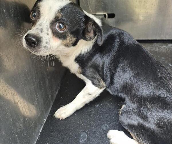Medium Photo #1 Chihuahua-Unknown Mix Puppy For Sale in San Antonio, TX, USA