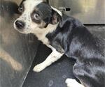 BOBBIE - Male Chihuahua-Unknown Mix Dog for Adoption - Small photo