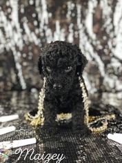 Goldendoodle Puppy for sale in ANDERSON, CA, USA