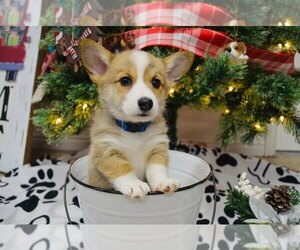 Pembroke Welsh Corgi Puppy for sale in COVINGTON, WA, USA