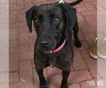 Small #3 Labrador Retriever Mix