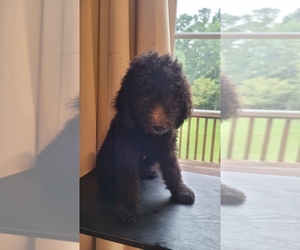 Aussiedoodle Puppy for sale in APPLING, GA, USA