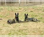 Small #6 Dutch Shepherd Dog