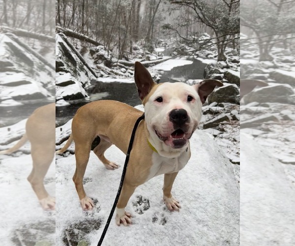 Medium Photo #4 American Bulldog-Labrador Retriever Mix Puppy For Sale in Rockaway, NJ, USA