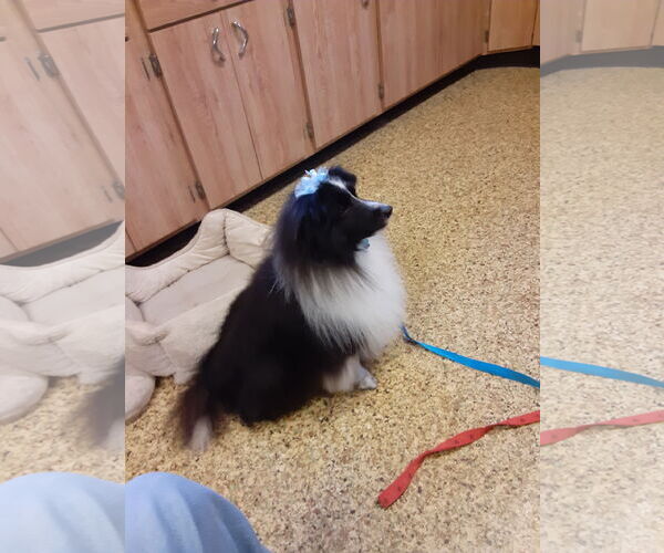 Medium Photo #3 Mutt Puppy For Sale in Columbus, OH, USA