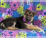 Small Photo #5 German Shepherd Dog Puppy For Sale in COCHRANVILLE, PA, USA