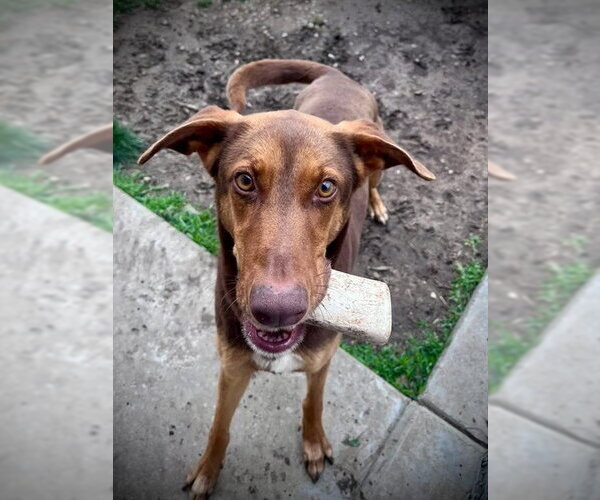 Medium Photo #3 Doberman Pinscher-Unknown Mix Puppy For Sale in Lee's Summit, MO, USA
