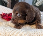 Small #9 Dachshund