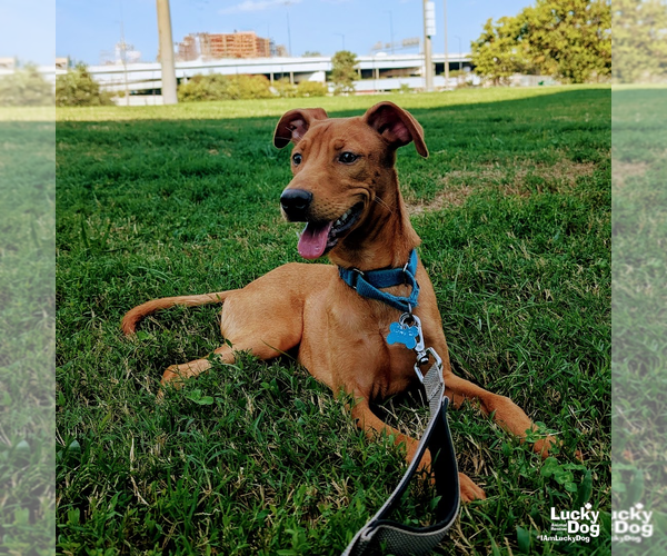 Medium Photo #2 Labrador Retriever-Retriever  Mix Puppy For Sale in Washington, DC, USA