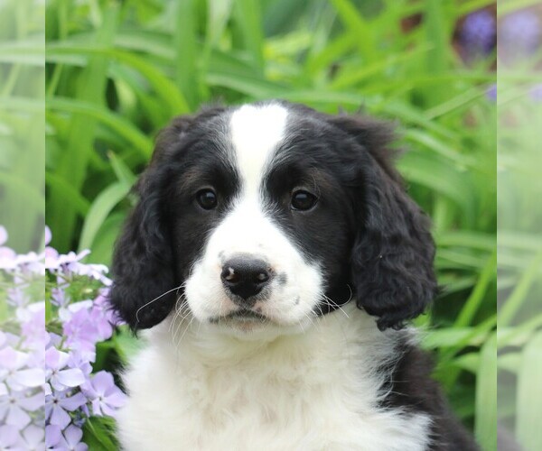 Medium Photo #7 Miniature Bernedoodle Puppy For Sale in GORDONVILLE, PA, USA