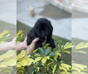 ShihPoo Puppy for Sale in TAMPA, Florida USA
