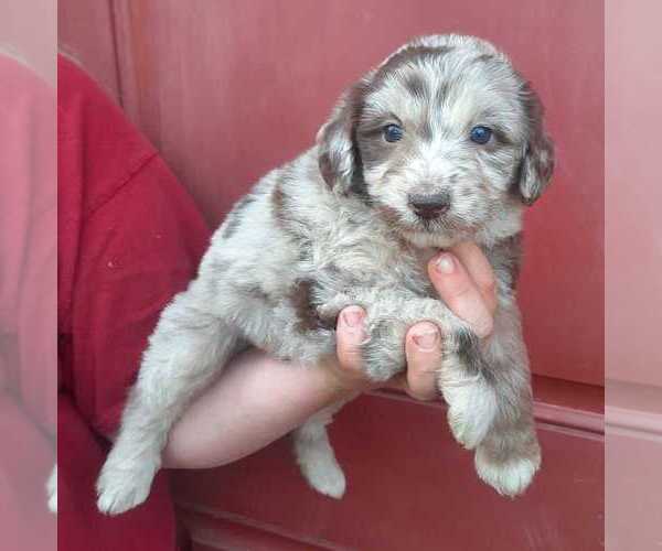 Medium Photo #2 Aussiedoodle Puppy For Sale in COTTAGEVILLE, SC, USA
