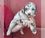 Small Photo #2 Aussiedoodle Puppy For Sale in COTTAGEVILLE, SC, USA
