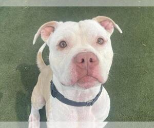 American Pit Bull Terrier Dogs for adoption in Martinez, CA, USA