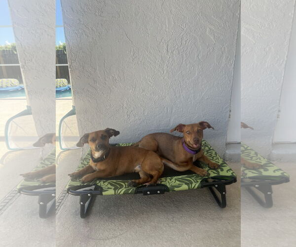 Medium Photo #10 Chiweenie Puppy For Sale in Valrico, FL, USA