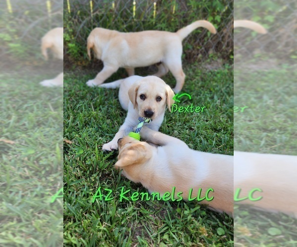 Medium Photo #12 Labrador Retriever Puppy For Sale in SILSBEE, TX, USA