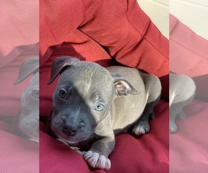 American Pit Bull Terrier Puppy for sale in COLUMBIA, SC, USA
