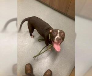 Mutt Dogs for adoption in Baytown, TX, USA