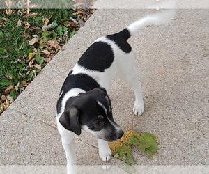 Australian Stumpy Tail Cattle Dog-Jack Russell Terrier Mix Puppy for sale in LA SALLE, IL, USA