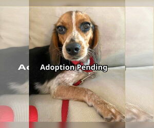 Beagle Dogs for adoption in Dunnellon, FL, USA